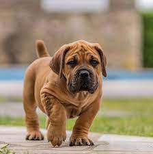 Image of Boerboel posted on 2022-03-13 14:06:50 from Delhi